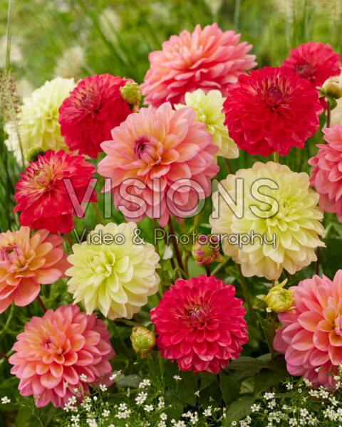 Decorative Dahlia Blend