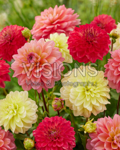 Decorative Dahlia Blend