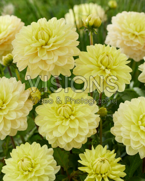 Dahlia yellow