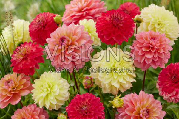 Decorative Dahlia Blend