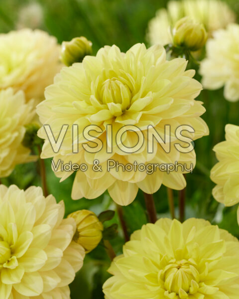 Dahlia yellow