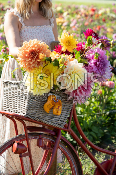 Dahlias in bicycle basket