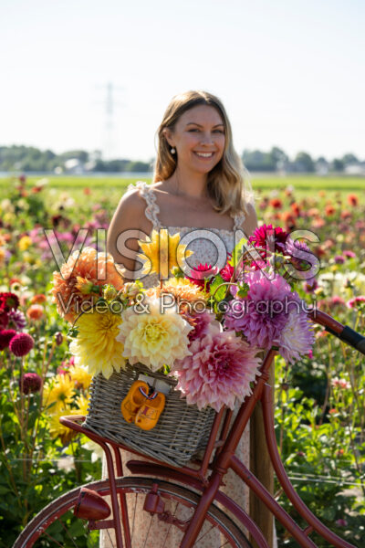 Dahlias in bicycle basket