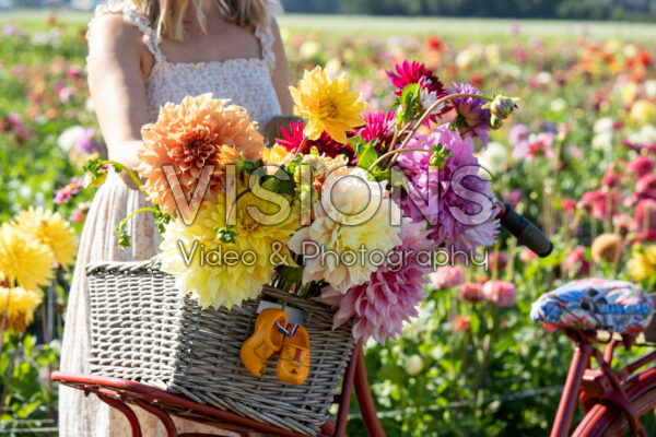 Dahlias in bicycle basket