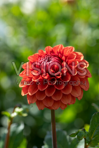 Dahlia Brown Sugar FDM Dahlia Brown Sugar FDM