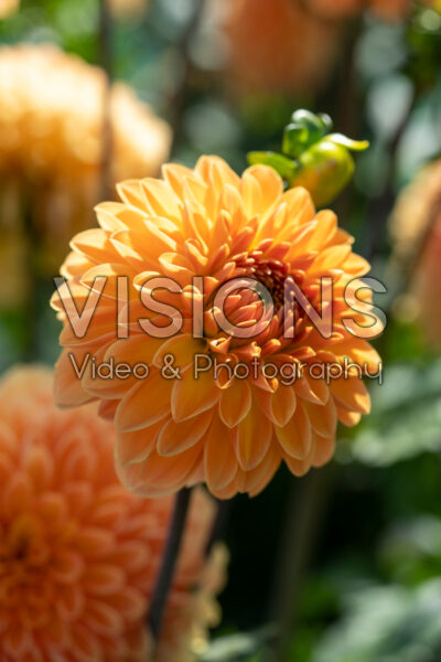 Dahlia Amber Crystal Dahlia Amber Crystal