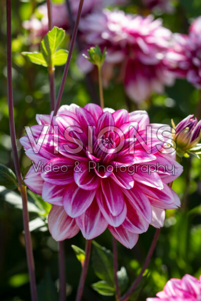 Dahlia Hemisphere