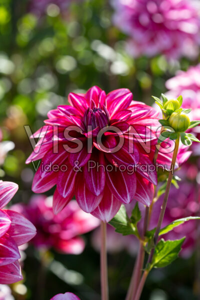 Dahlia Hemisphere Dahlia Hemisphere