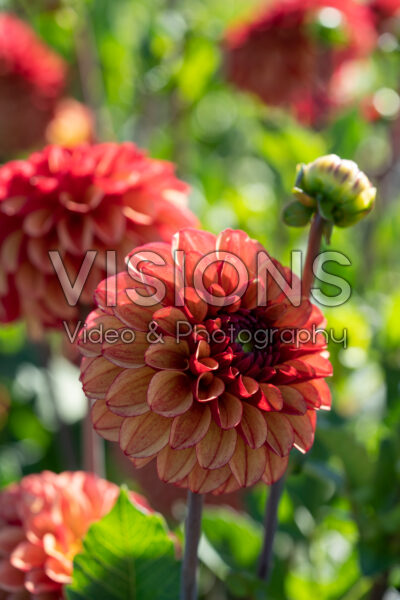 Dahlia High Fidelity Dahlia High Fidelity
