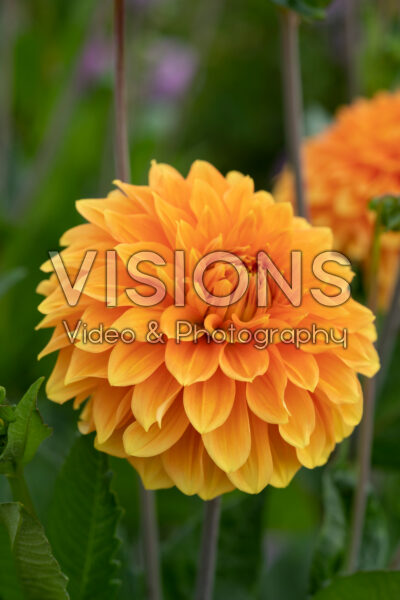 Dahlia Bizon Brons Dahlia Bizon Brons