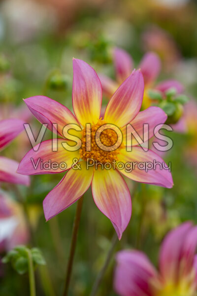 Dahlia Trelyn Serena Dahlia Trelyn Serena