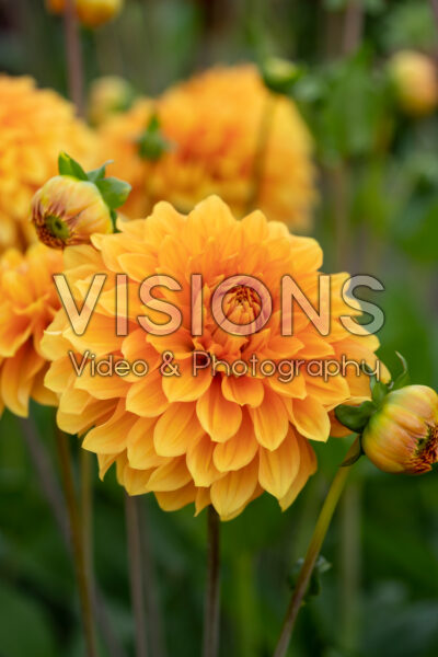Dahlia Bizon Bronze Dahlia Bizon Bronze