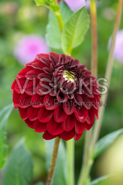 Dahlia Bizon Red