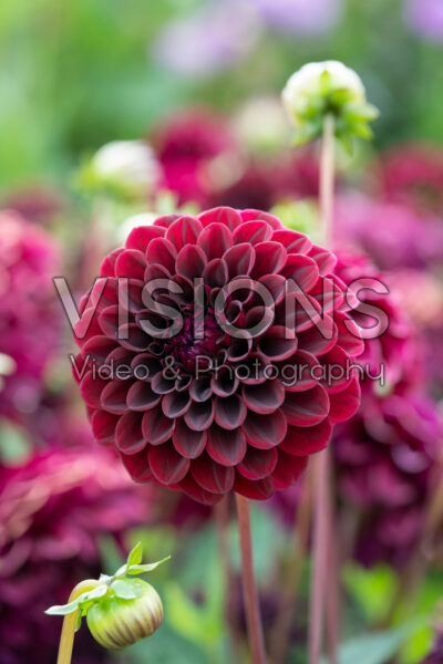 Dahlia Black Diamond Dahlia Black Diamond