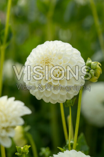 Dahlia Ryecroft Jan Dahlia Ryecroft Jan
