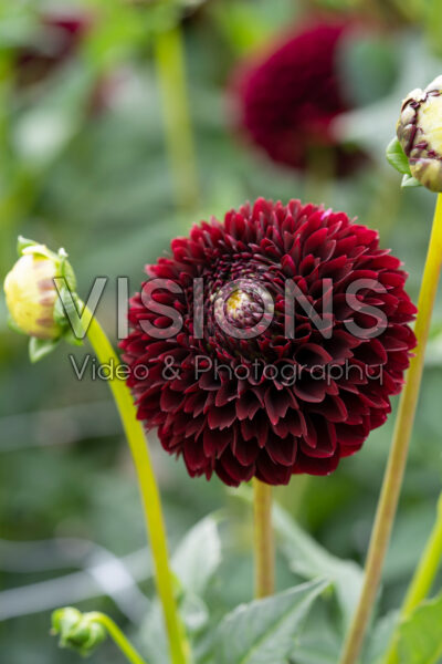 Dahlia Black Pierre Dahlia Black Pierre