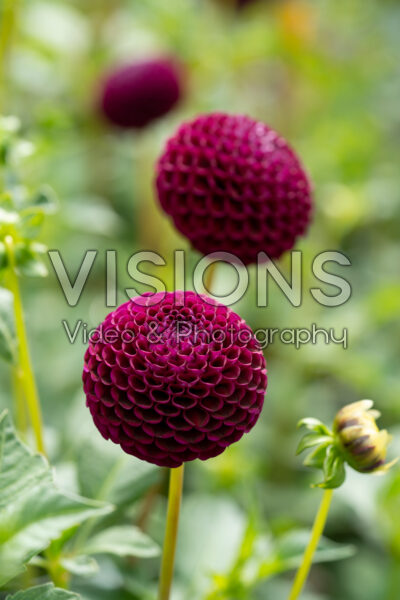 Dahlia Moorplace Dahlia Moorplace