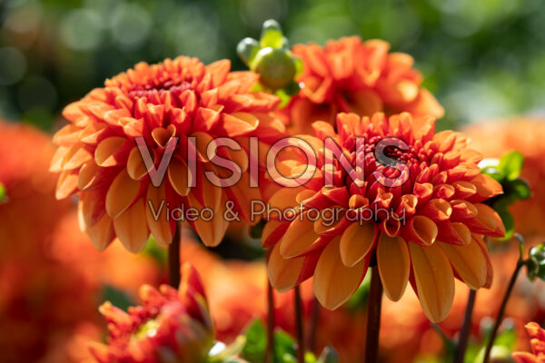 Dahlia American Sunset