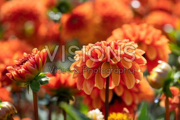 Dahlia American Sunset Dahlia American Sunset