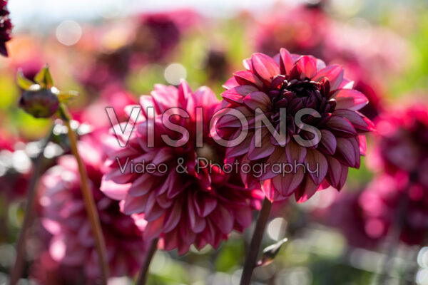 Dahlia Seniors Hope