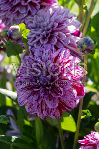 Dahlia Ida Mae Dahlia Ida Mae