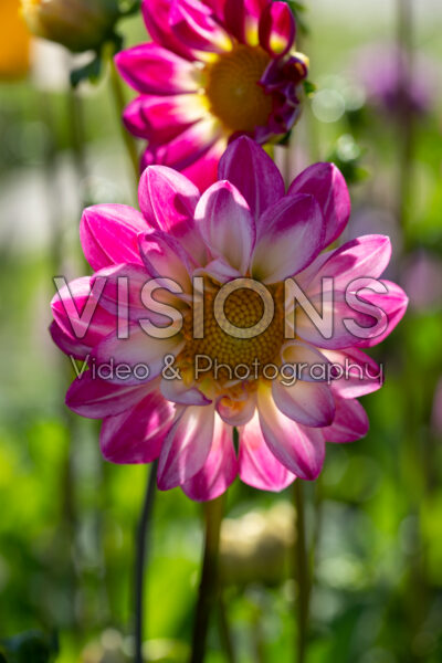 Dahlia Pink Emperor Dahlia Pink Emperor