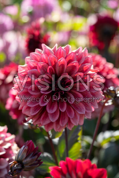 Dahlia Night Silence