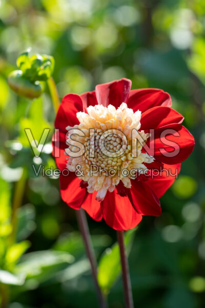 Dahlia Bon Odori Dahlia Bon Odori
