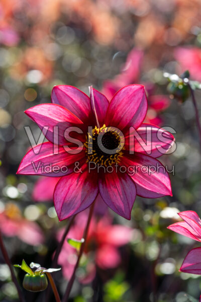 Dahlia Lou Farman Dahlia Lou Farman