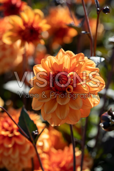 Dahlia David Howard Dahlia David Howard
