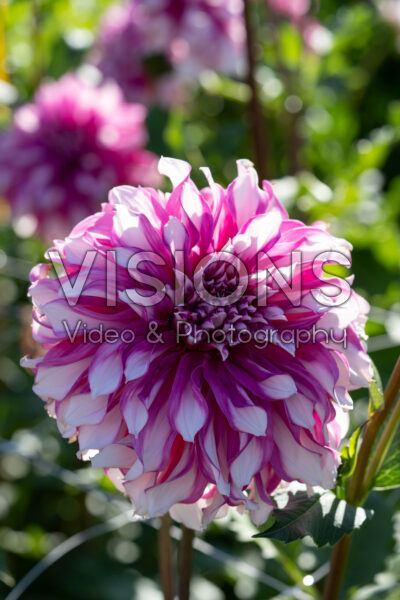 Dahlia Radegast