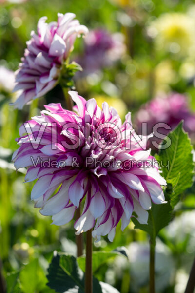 Dahlia Radegast Dahlia Radegast