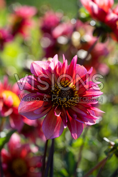 Dahlia Princess Nadine Dahlia Princess Nadine