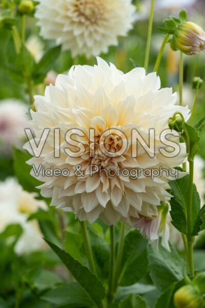 Dahlia Cafe au Lait Dahlia Cafe au Lait