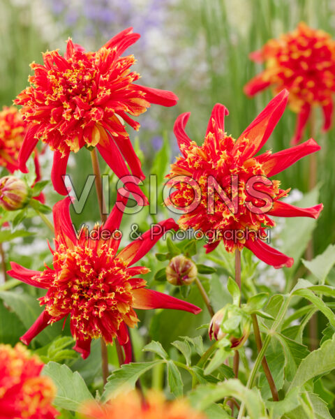 Dahlia Sparkle Octopus Dahlia Sparkle Octopus