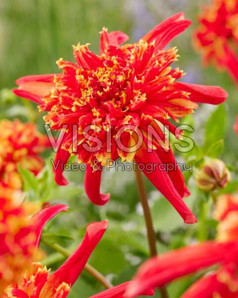 Dahlia Sparkle Octopus Dahlia Sparkle Octopus