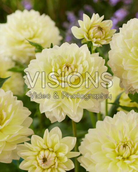 Dahlia yellow