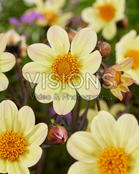 Dahlia Happy Days Lemon®