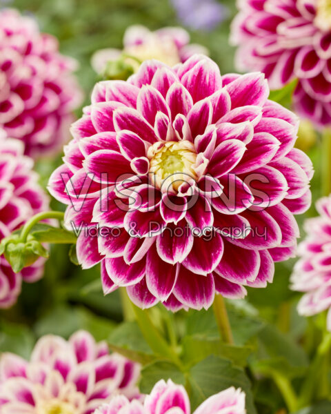 Dahlia Jowey 18-02 Dahlia Jowey 18-02