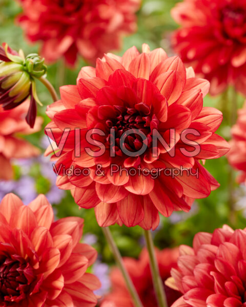 Dahlia Missis Miley Dahlia Missis Miley