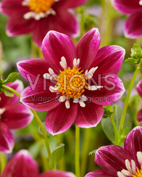 Dahlia Impression Fabula Dahlia Impression Fabula
