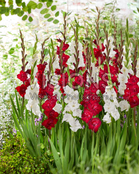 Gladiolus mix