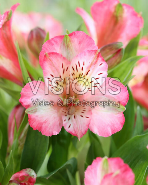 Alstroemeria 112254