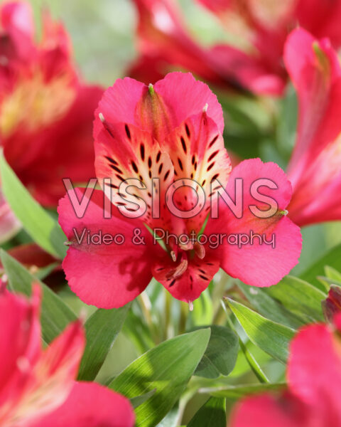 Alstroemeria Gaspard