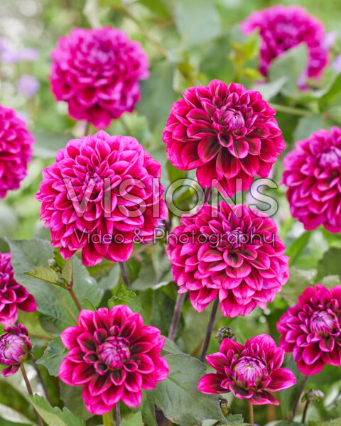 Dahlia Garden Mistery