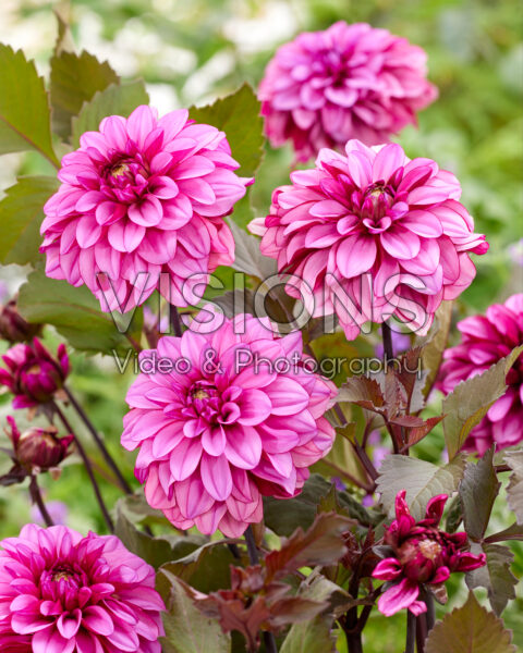 Dahlia Melissa Anna Marijke Dahlia Melissa Anna Marijke