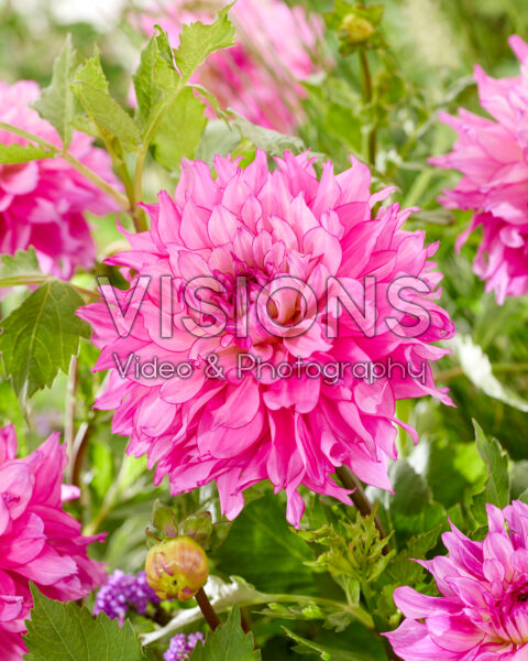 Dahlia Lizz Baaij Dahlia Lizz Baaij