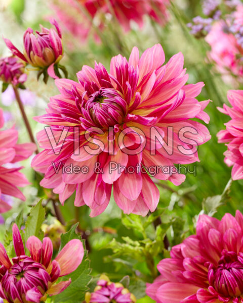 Dahlia Missis Dutch Dahlia Missis Dutch