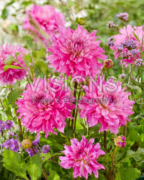 Dahlia Lizz Baaij
