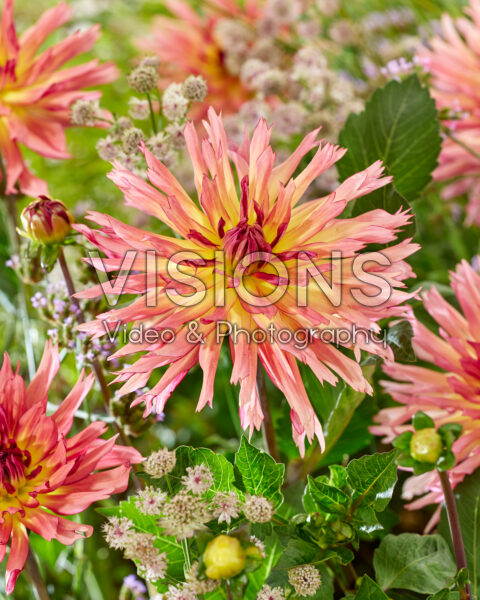Dahlia Tickle